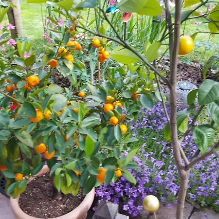 Garten Oase